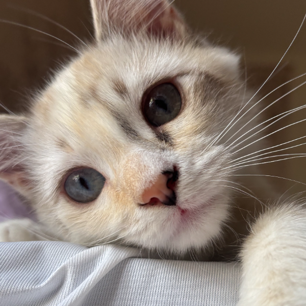 Evie, the clinic cat