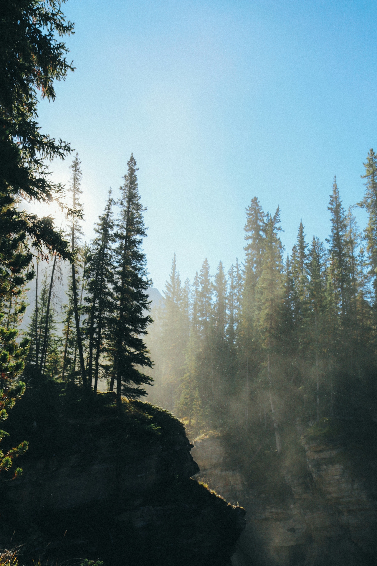 Sunlight streaming through tall Pacific Northwest pines over a misty river canyon.
