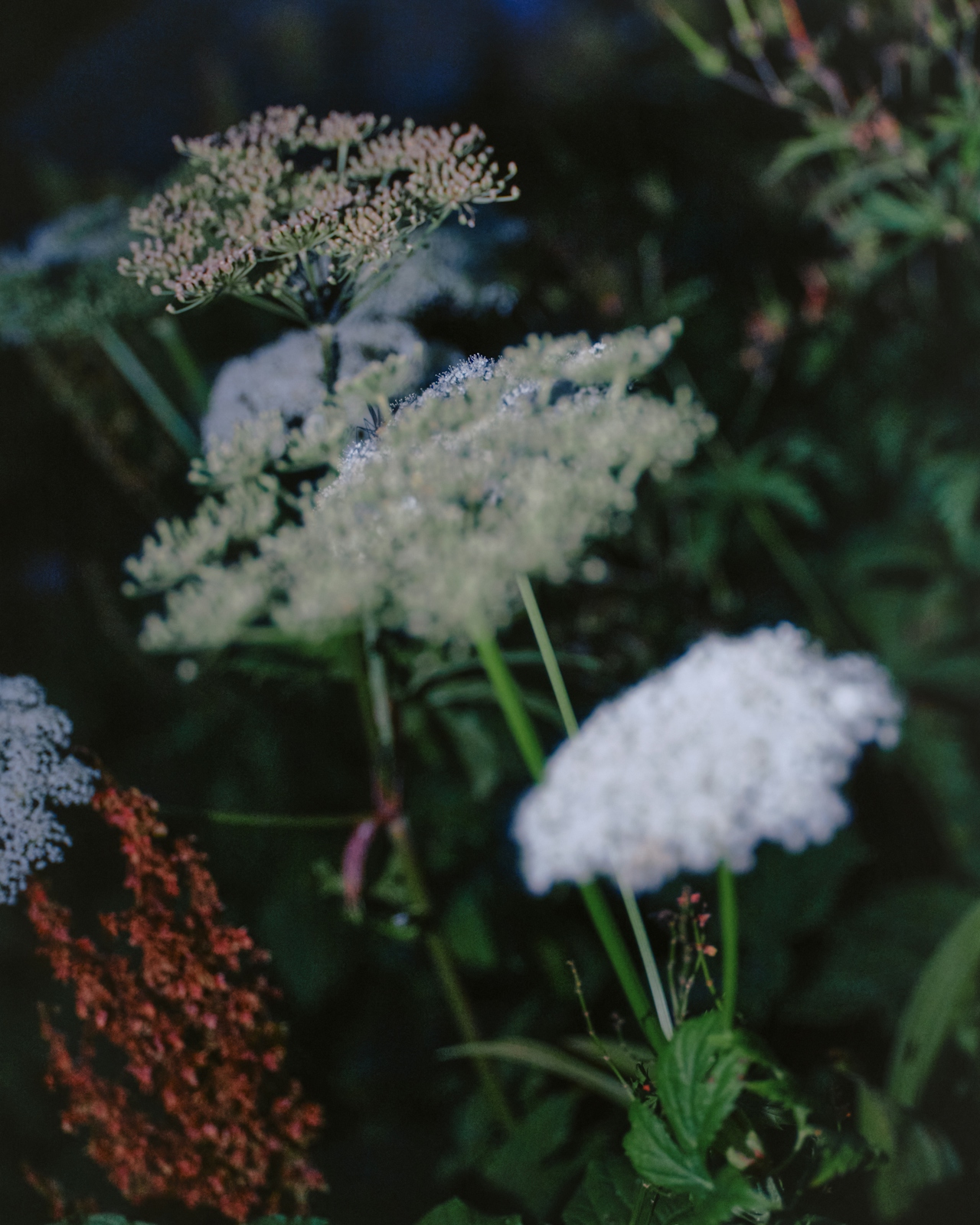 Close-up of Queen Anne's lace and wildflowers at dusk — soft, contemplative natural detail.