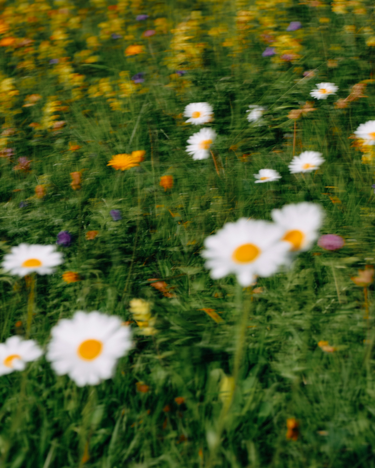 A motion-blurred wildflower meadow in summer — daisies and yellow wildflowers swaying in a gentle wind.